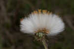 Coltsfoot